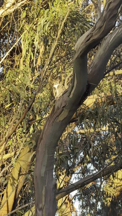 Office image of Dream SF Real